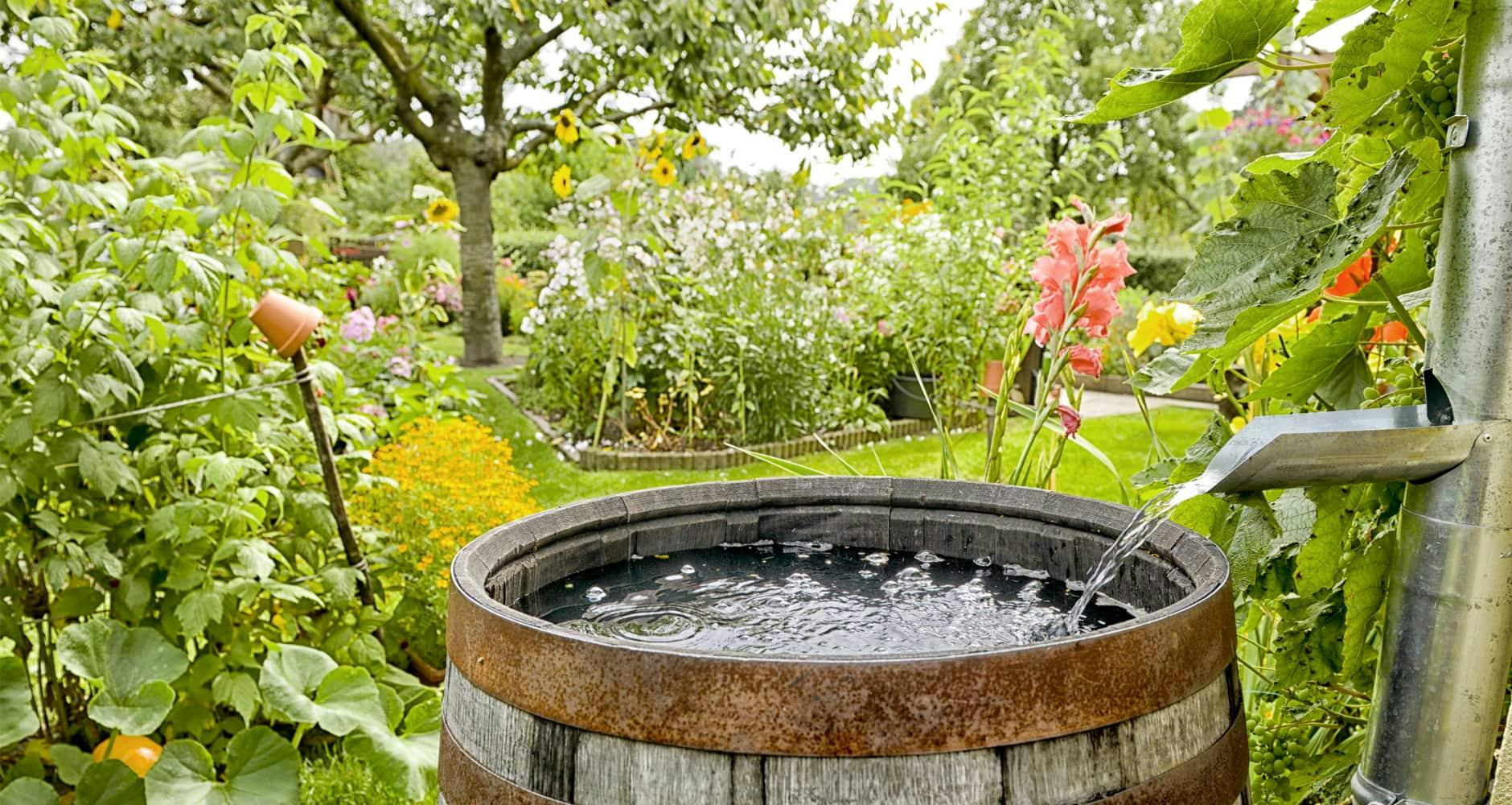 Collecte de l'eau de pluie dans un jardin